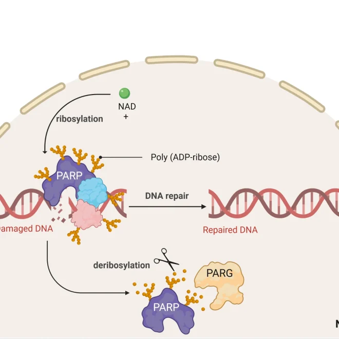 Cách tiếp cận để hỗ trợ/kích hoạt enzyme PARP, p53 và sirtuin