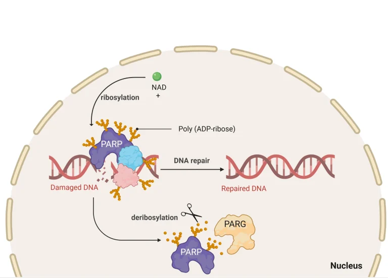 Cách tiếp cận để hỗ trợ/kích hoạt enzyme PARP, p53 và sirtuin